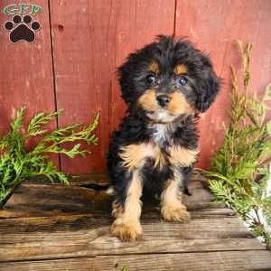 Tracy, Cavapoo Puppy